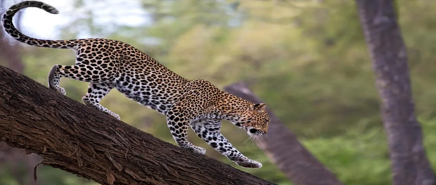 imgi_18_Samburu-National-Reserve_African-Leopard