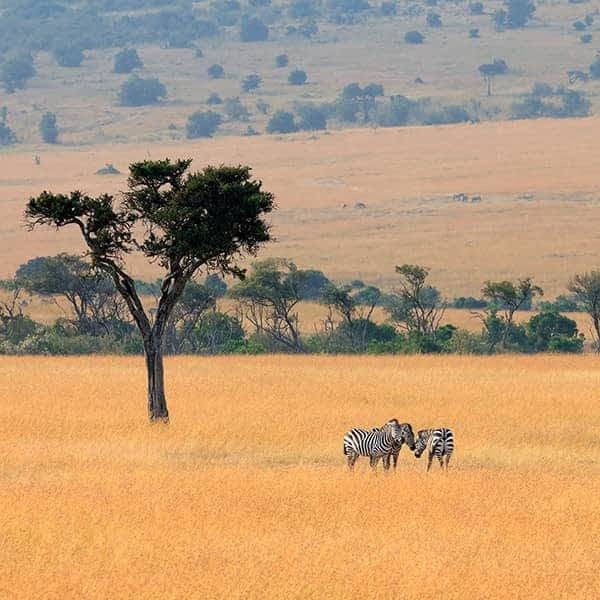 imgi_22_masai-mara-national-reserve-information