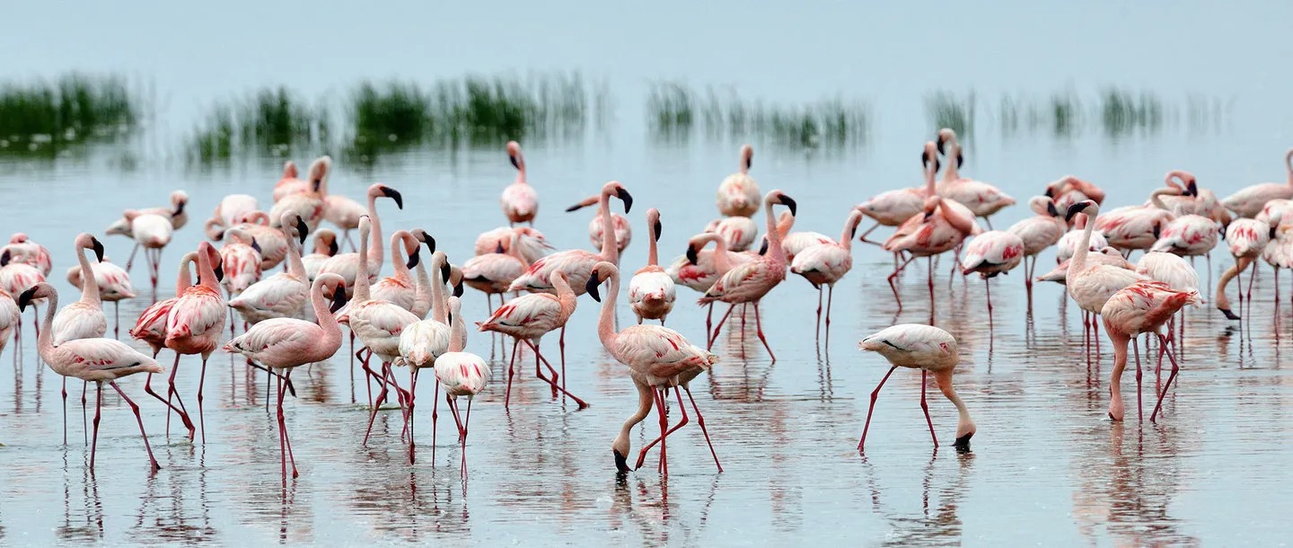 imgi_38_lakenakuruimg1